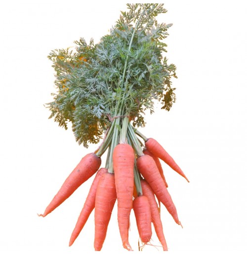 Carrot Bunches (500gm, Natti Variety)